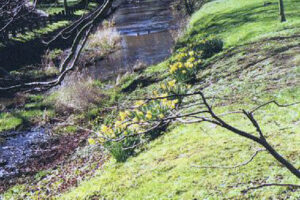 Daffodils on the bank of the river Leven.
