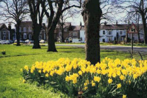 Daffodils at West Green.