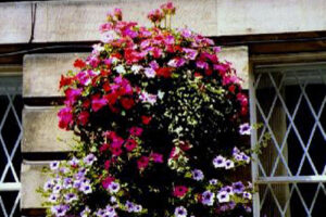 A hanging basket at the Town Hall.