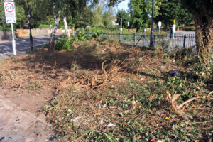 The Showfield car park community garden after cutting down the existing foliage."