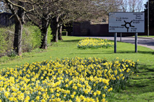Daffodils on Helmsley Road.