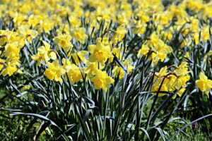 Daffodils on Helmsley Road.