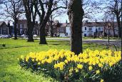 West Green is superb at daffodil time
