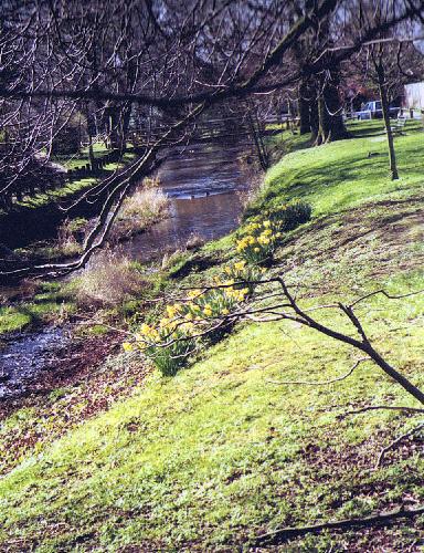 The banks of the Leven are lovely for daffs