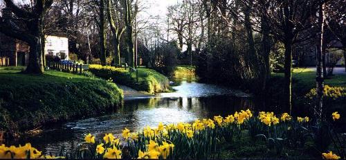 Daffodills in Spring make The Leven a picture