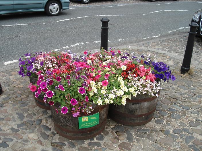 A group of 4 tubs, in Market Square. Picture taken on 26/7/2010, about 6 weeks after planting.