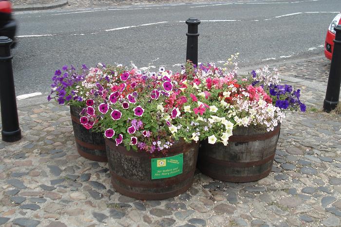 A group of 4 tubs, in Market Square. Picture taken on 09/08/2010, about 8 weeks after planting.